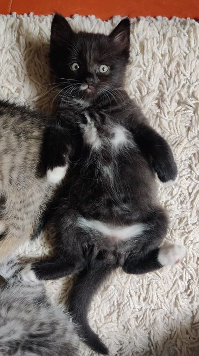 Віддам кошеня в добрі руки