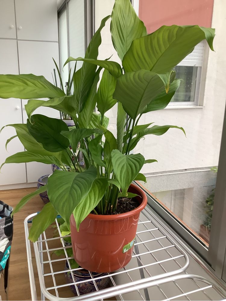 Planta natural lirio  da paz esta linda com flror