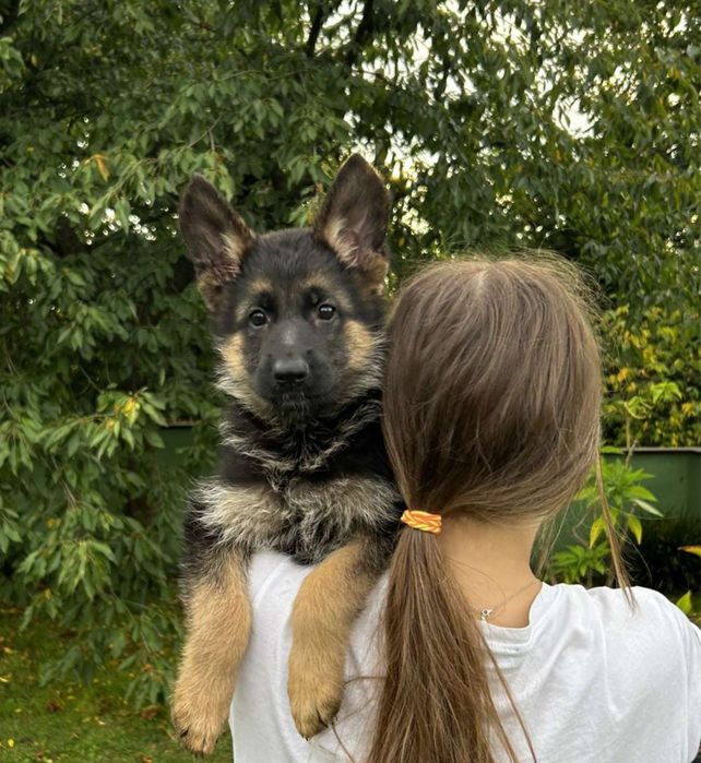 Owczarek Niemiecki Krótkowłosy Suczka FCI