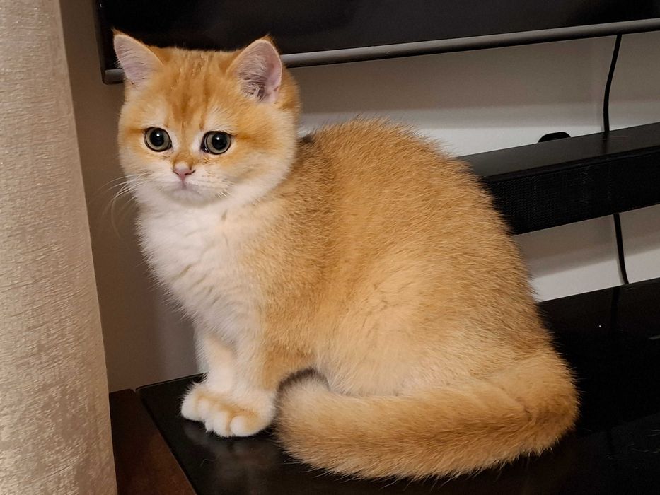 Kotka brytyjska  krótkowłosa ZŁOTA  wiarygodny rodowód  WCF-PZF