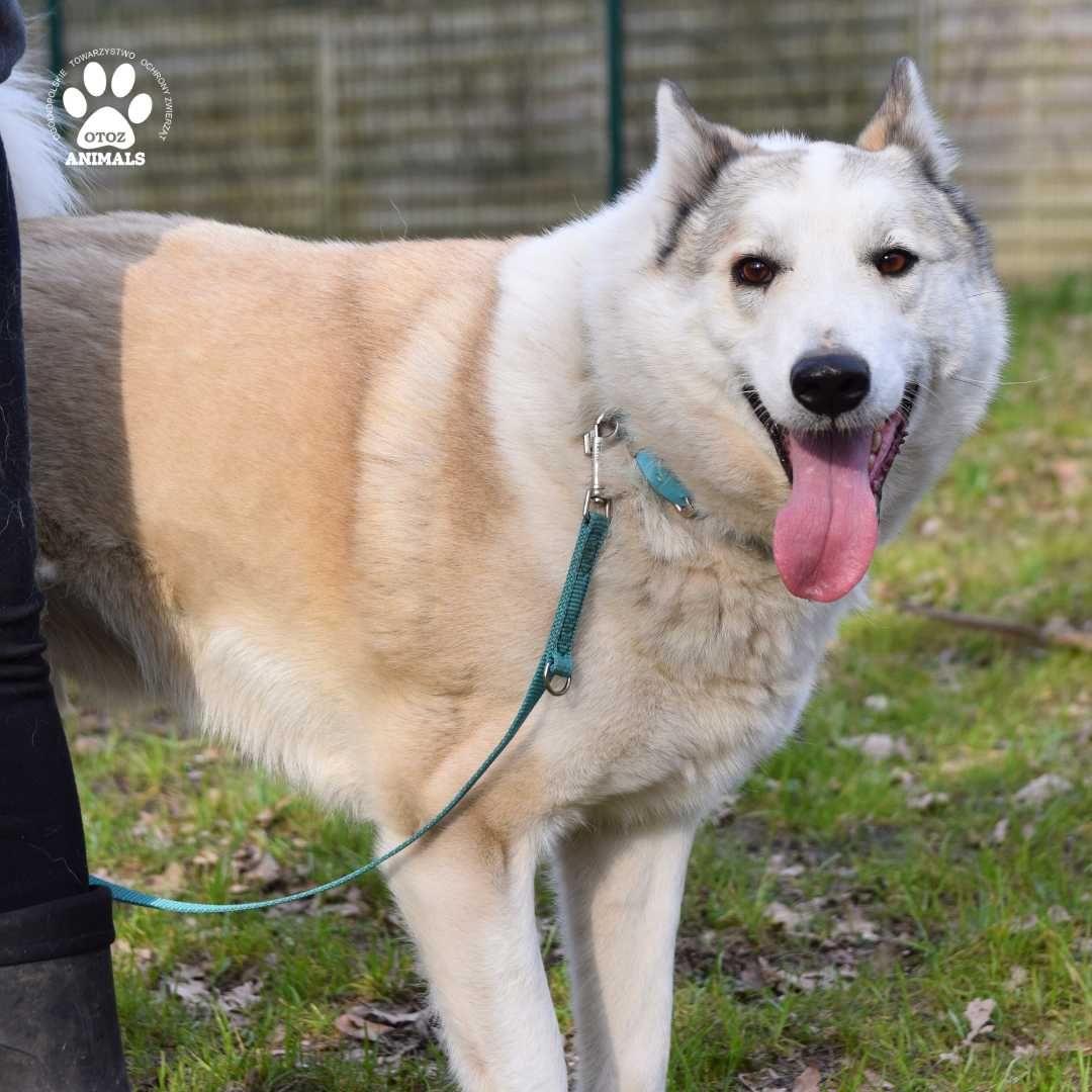 Archie w typie łajki zachodniosyberyjskiej szuka domu!