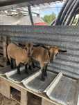 Vendo cabras anas (macho e femea)