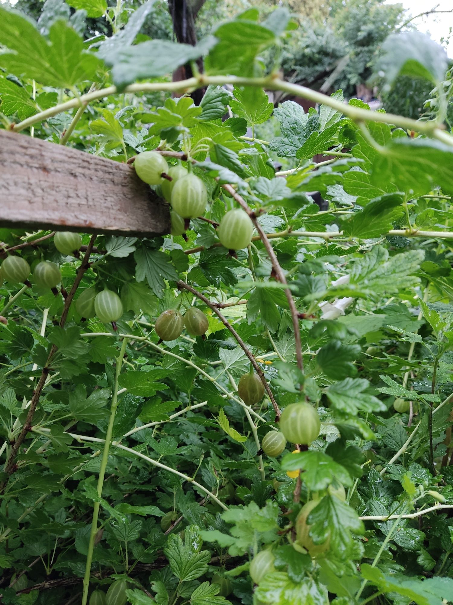 Саджанці Крыжовник (Аґрус) для саду крупна ягода