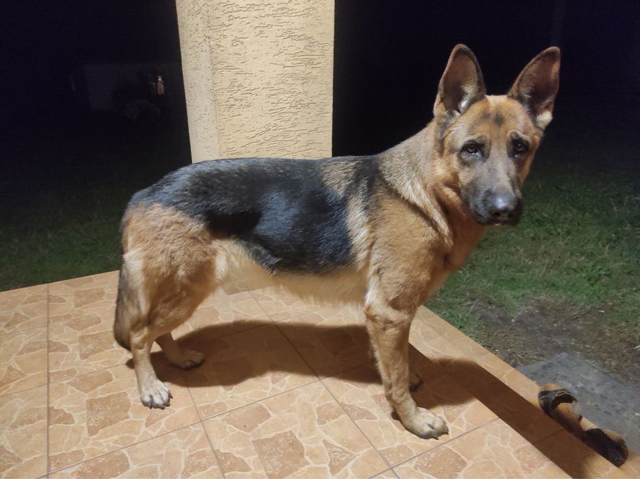 Німецька вівчарка