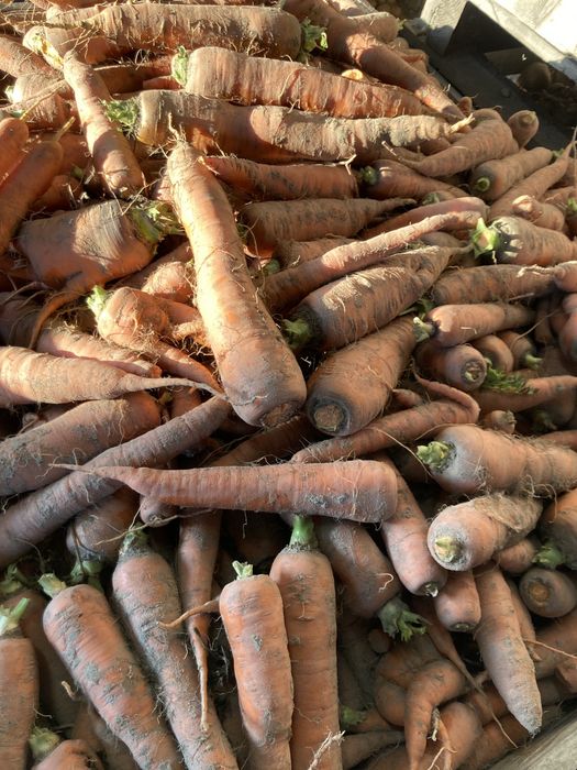 Marchew  odpadowa paszowa NIE MYTA dla zwierząt WORKI
