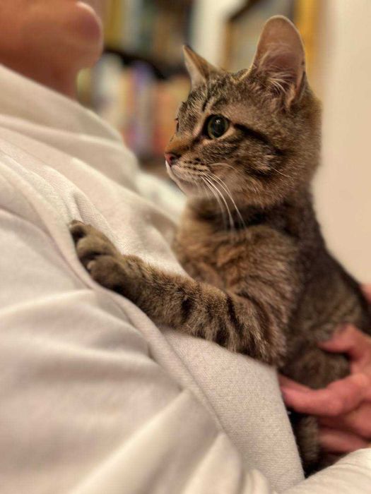 кошеня 8 місяців, лагідний котик,кіт, красивий