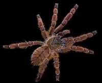 Phormingochilus sp rufus L5 Ptasznik pająk