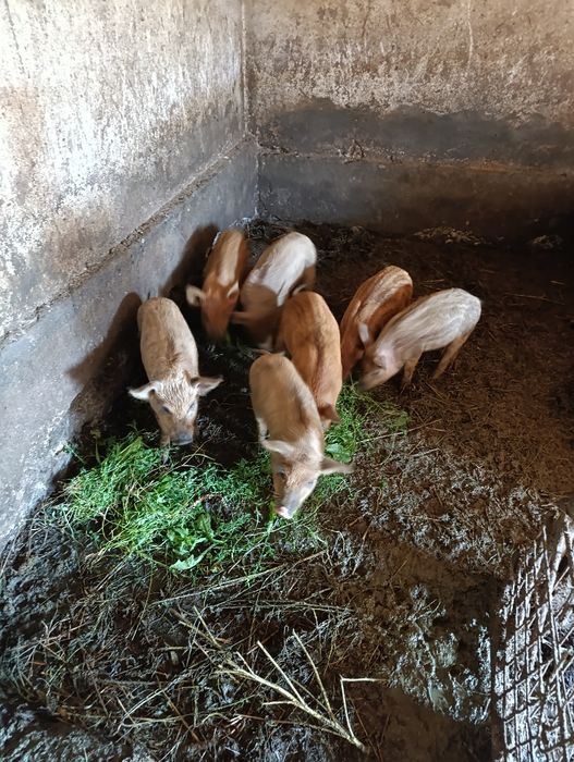 Поросятка мангали ...