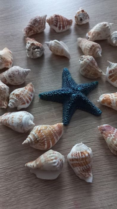 30 szt.muszle, muszelki ozdobne np. do akwarium