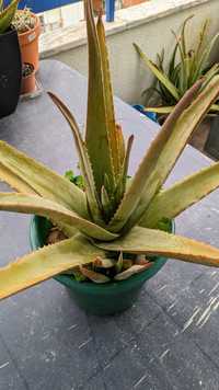 Planta Aloe Vera Barbadensis em saco ou vaso