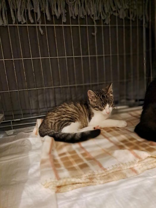 Uroczy dwupak szuka domu!