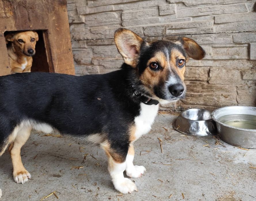 Malutki Hugo ze Schroniska