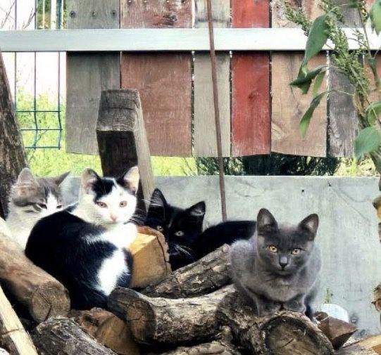 Кошенята, котик сірий