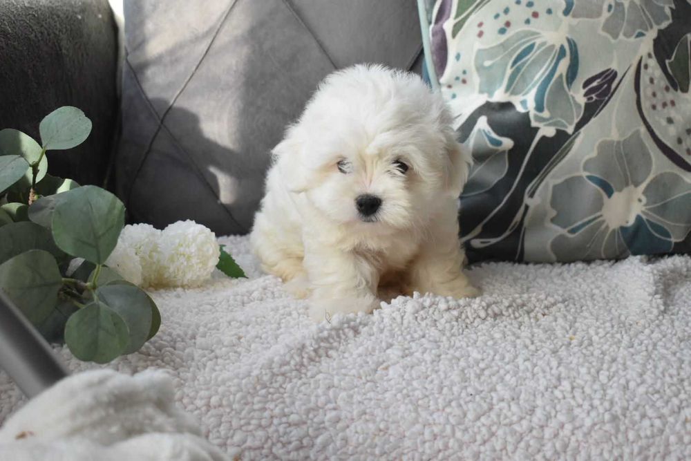 Bichon maltês.  Maravilhoso. Branco. Menino.