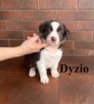 Border Collie, Piesek z Rodowodem, Rodzice przebadani, Dyzio
