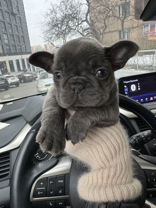 Французский бульдог мальчик