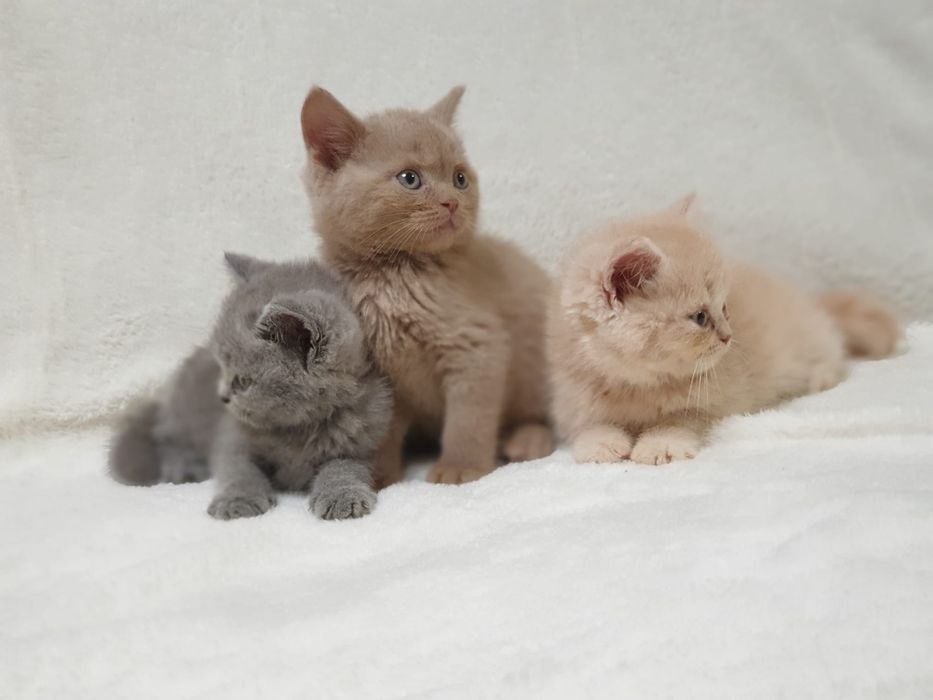 Kot brytyjski, kociak pieszczoch brytyjski niebieski