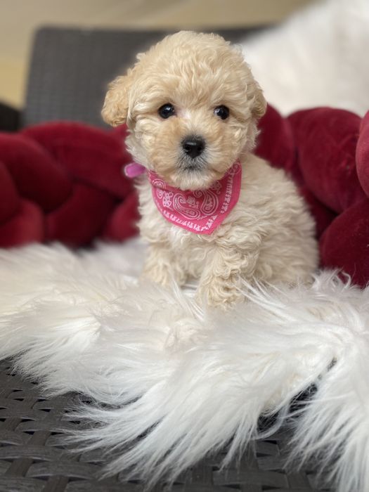 Дівчатка міні мальтипу ф1