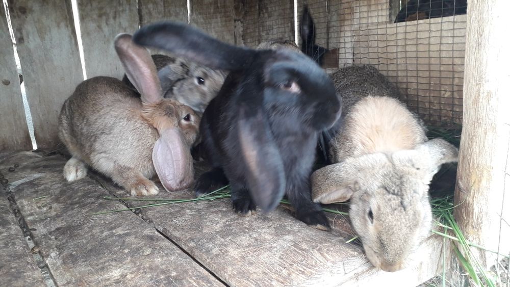 Продам кролів на розвід і тушкою.