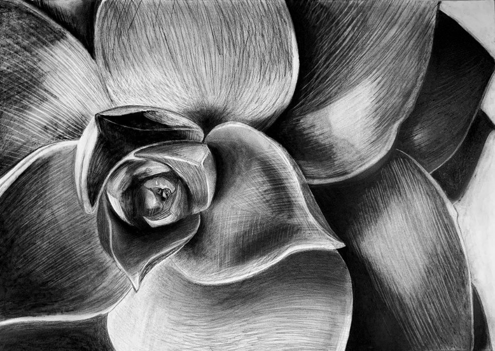 Obraz, rysunek węglem 50x70 cm, botaniczny motyw, bez ramy