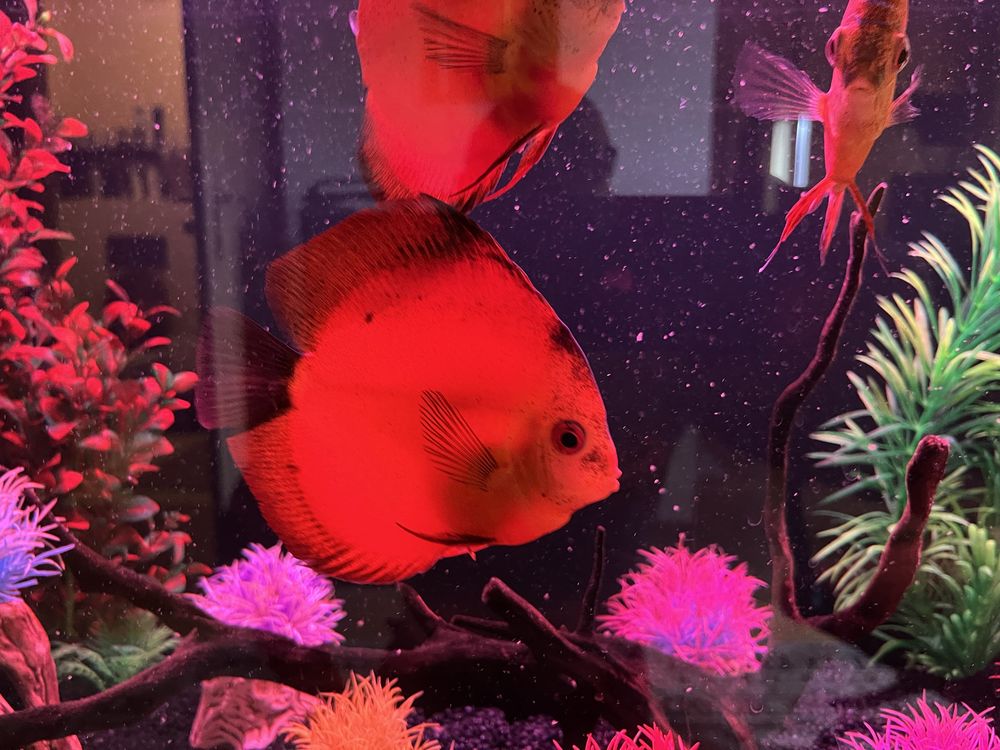 Paletki (discus)