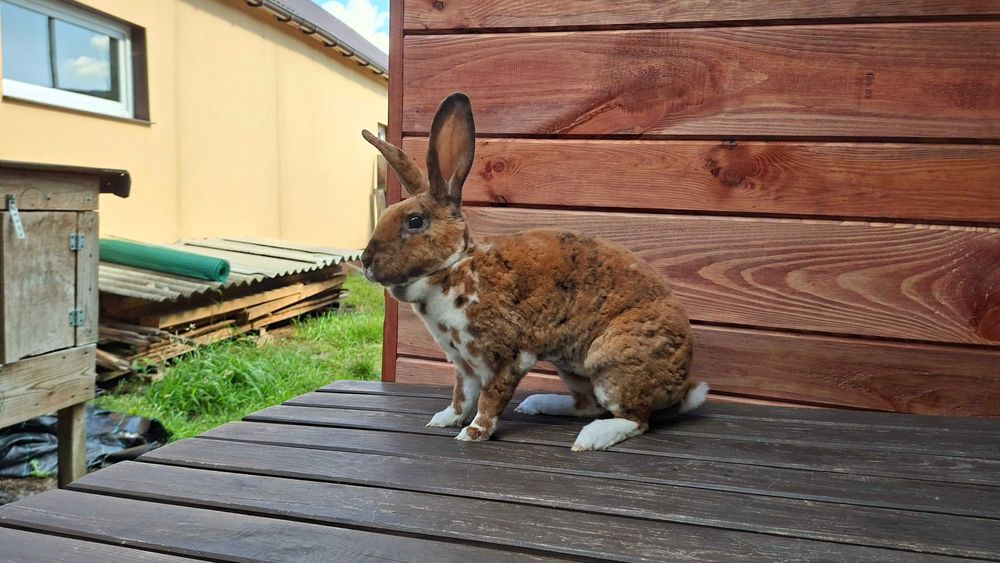 Młode samczyki rexy
