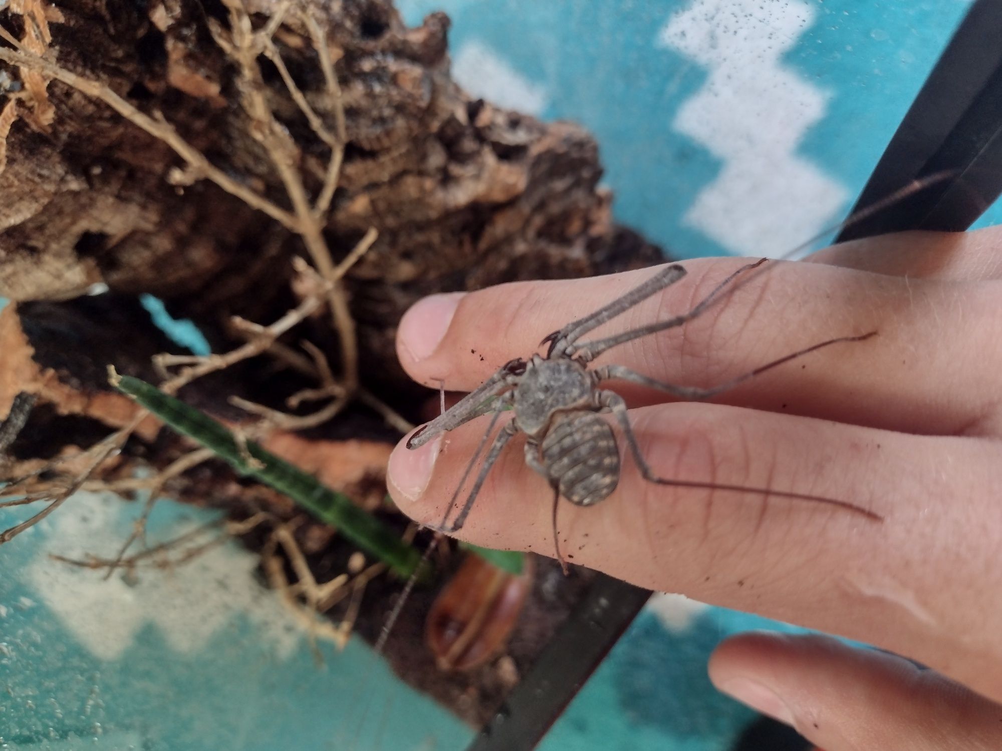 Euphrynichus bacillifer amblypyga/tępoodwłowowiec z terrarium