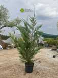 Cedro Leyland disponíveis! Sebe / Vedação / Jardim / Plantas / Árvores