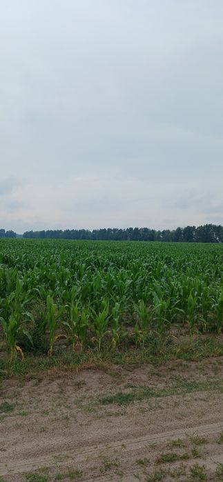 Продам земельну ділянку