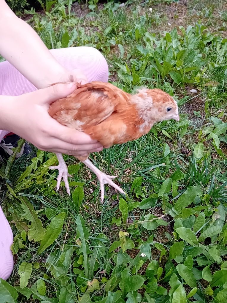 Ekologiczna kura siedmiotygodniowa 7 tydzien Rosa