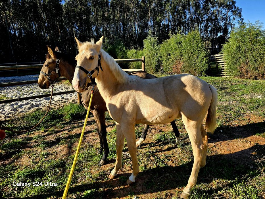 Vendo dois poldros psl baio e palomino
