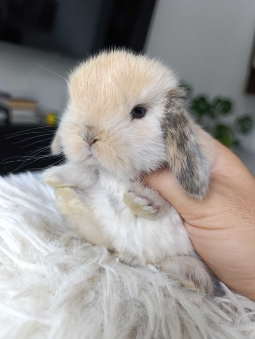 Mini lop karzełek Teddy hodowla zarejestrowana