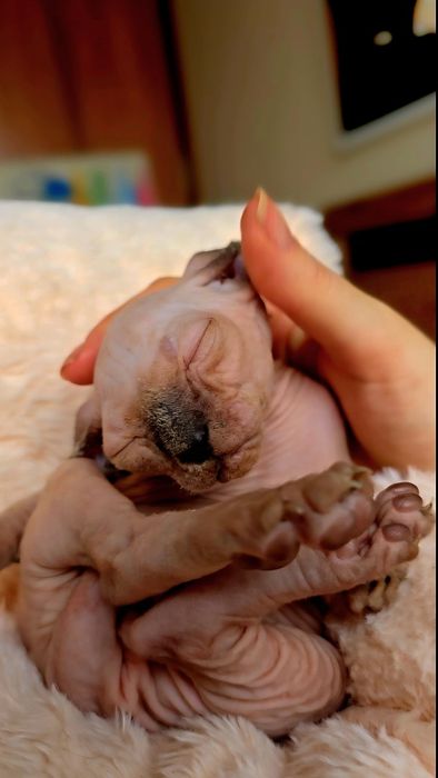 Kot sfinks przepiękny kotek sphynx