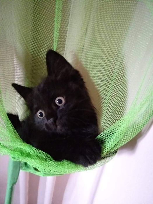 Кошенята 2,5 міс.ДНІПРО