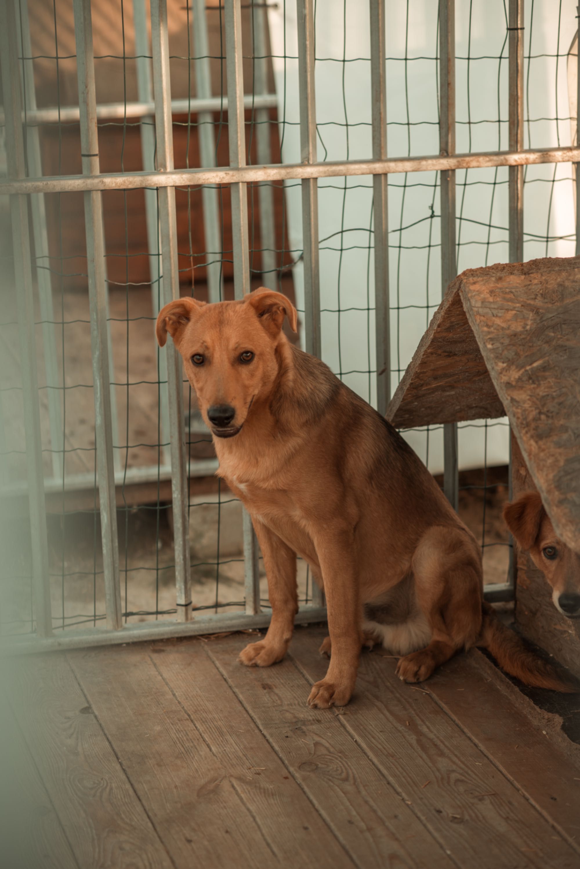 Radosne,  inteligentne, młode pieski do adopcji