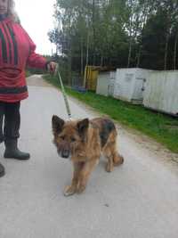 Owczarek niemiecki, sunia, 8letnia, przyjazna, Hera do adopcji