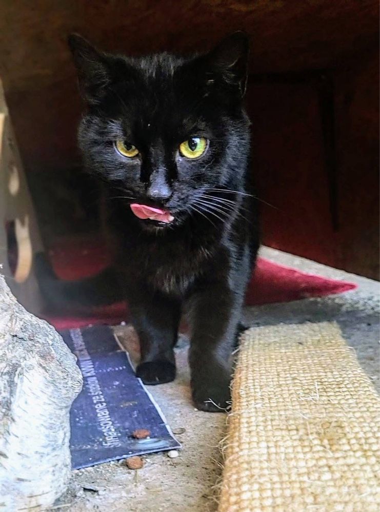 Freja niezależna kotka do adopcji
