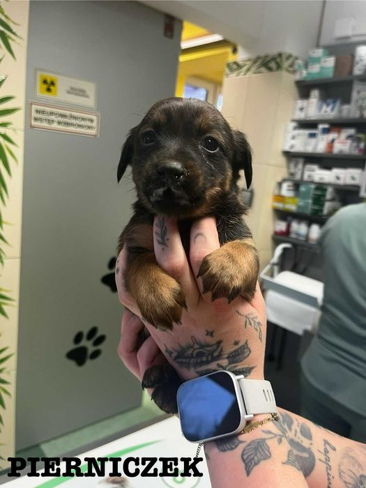 Pierniczek- psie dziecko do pilnej adopcji