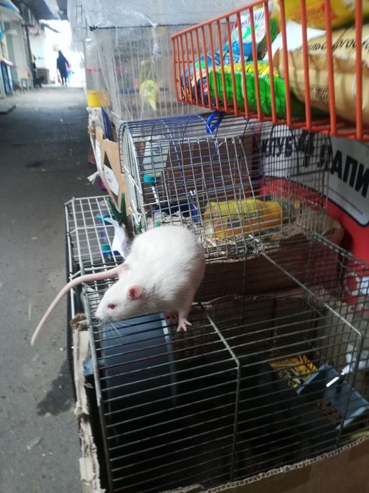 Крыски лариски  ручные