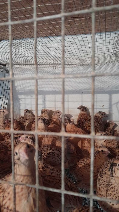 Перепілки різного віку