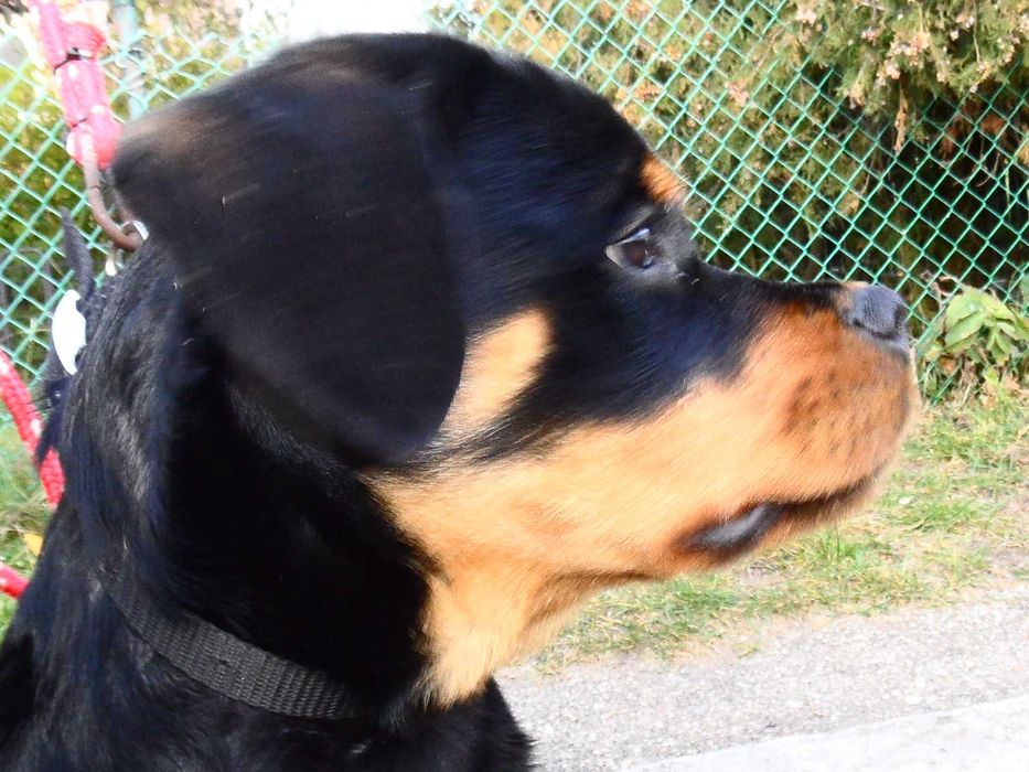 Rottweiler/Rottweilery- LOLA suczka 4,5 miesięczna