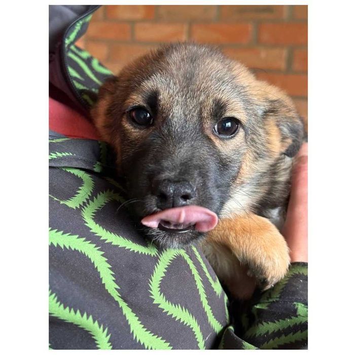 Щенок (девочка) ищет дом