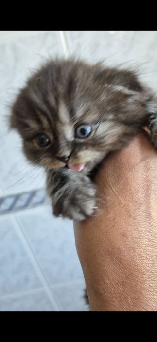 Scottish fold femea smoking