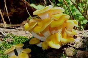 Міцелій глива лимонно-жовта