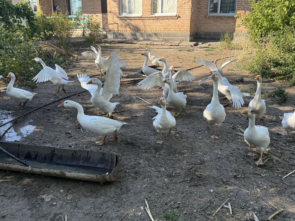 Продам гусей (датский легарт)
