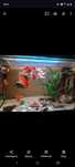 Akwarium na terrarium