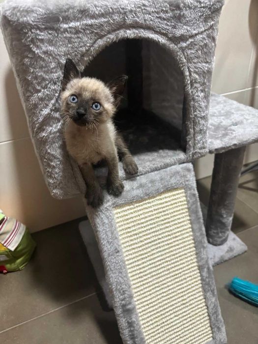 Drapak legowisko domek wysoki dla kota słupek do drapania NOWY 118 cm