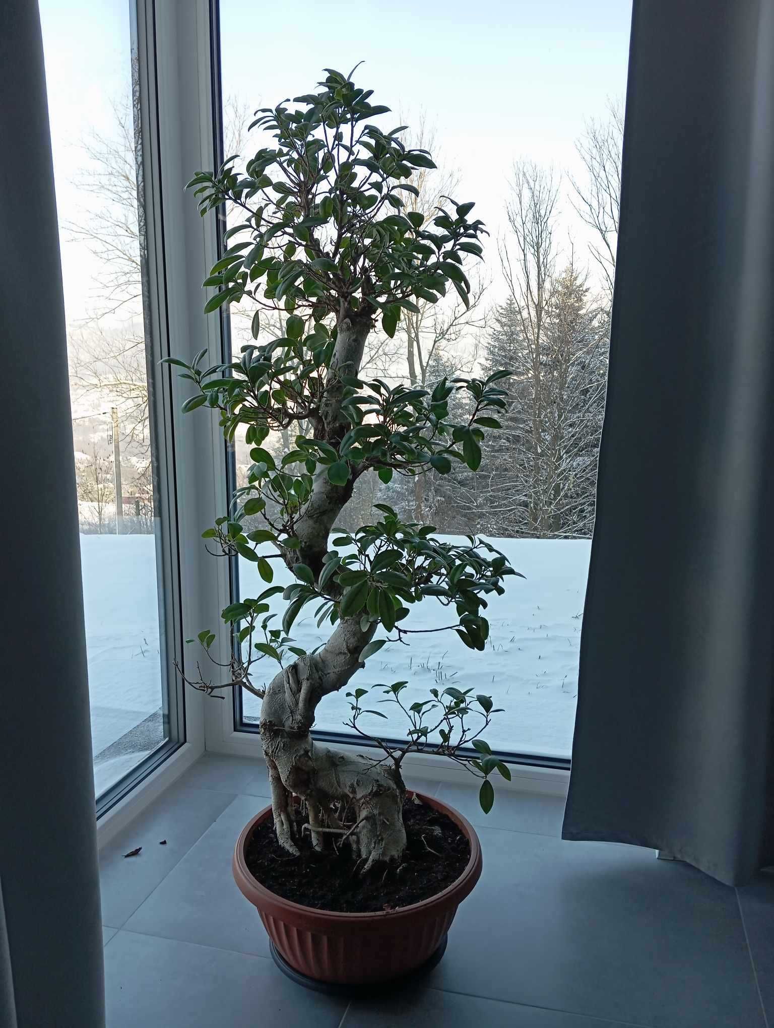 Piękny duży bonsai