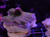 Montipora Danae Rainbow