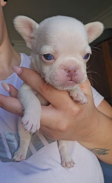 Bulldog Francês New shade Platinum